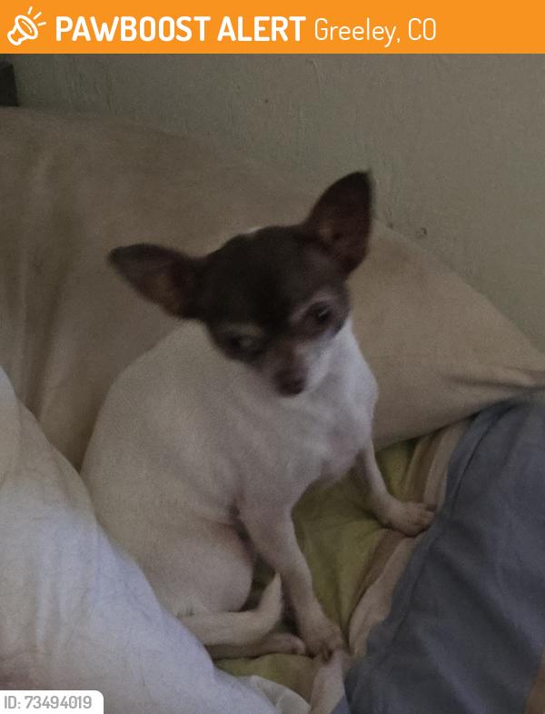 Found/Stray Female Dog last seen 22nd ave court and 23rd Ave Greeley, Greeley, CO 80631