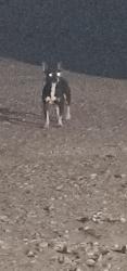 Found/Stray Unknown Dog last seen Fern street and Loma Avenue, South El Monte, CA 91733