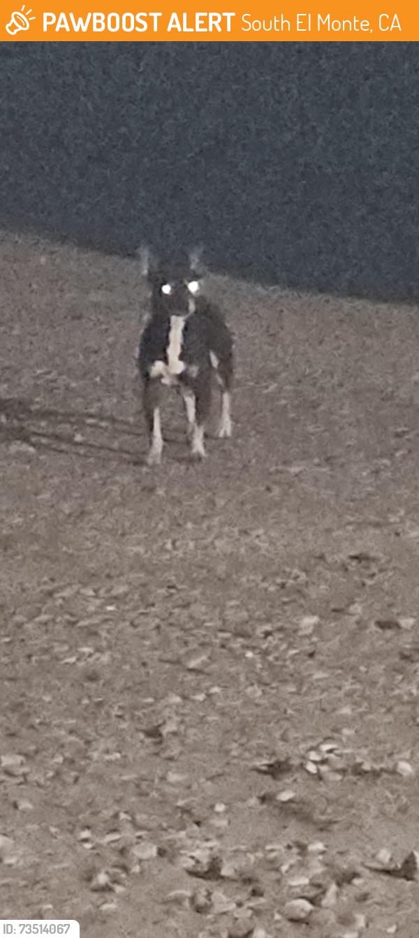 Found/Stray Unknown Dog last seen Fern street and Loma Avenue, South El Monte, CA 91733
