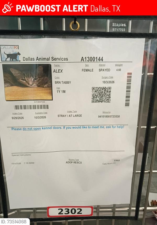 Lost Female Cat last seen The Emerson apts Adleta blvd near apt 201, Dallas, TX 75243