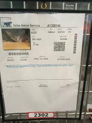 Lost Female Cat last seen The Emerson apts Adleta blvd near apt 201, Dallas, TX 75243