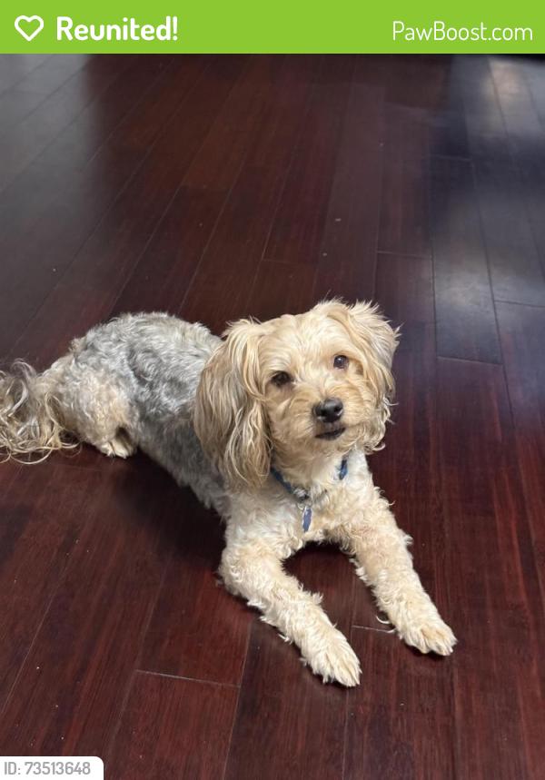Reunited Male Dog last seen Pate Creek View, Snellville, GA 30078