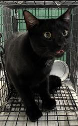Found/Stray Unknown Cat last seen port st. lucie, Port St. Lucie, FL 34986