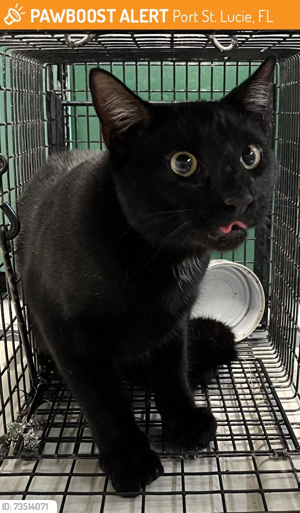 Found/Stray Unknown Cat last seen port st. lucie, Port St. Lucie, FL 34986