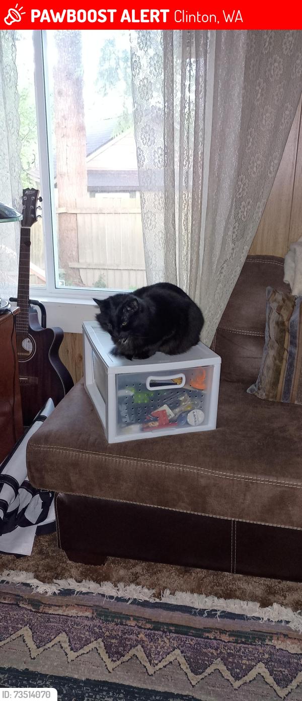 Lost Male Cat last seen Sills Rd and Taylor Lane, Clinton, WA 98236