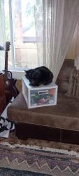 Lost Male Cat last seen Sills Rd and Taylor Lane, Clinton, WA 98236