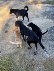 Found/Stray Unknown Dog last seen Ammons road Dunn NC, Dunn, NC 28334