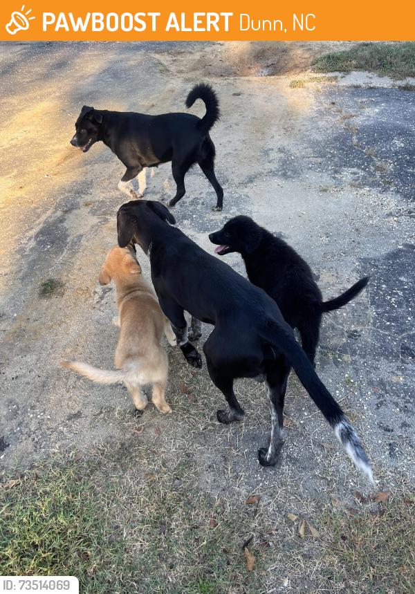 Found/Stray Unknown Dog last seen Ammons road Dunn NC, Dunn, NC 28334