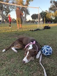 Lost Female Dog last seen California, Signal Hill, CA 90755