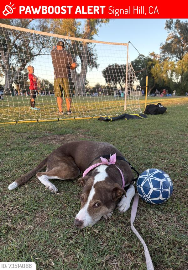 Lost Female Dog last seen California, Signal Hill, CA 90755