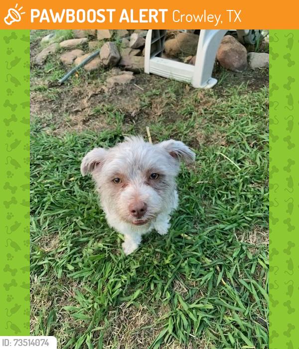 Found/Stray Female Dog last seen Blueberry Ct and Deer Creek Drive, Crowley, TX 76036
