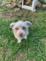 Found/Stray Female Dog last seen Blueberry Ct and Deer Creek Drive, Crowley, TX 76036