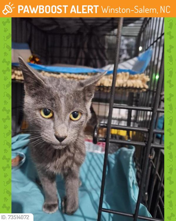 Found/Stray Male Cat last seen Konnoak and McLean, Winston-Salem, NC 27127