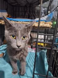 Found/Stray Male Cat last seen Konnoak and McLean, Winston-Salem, NC 27127