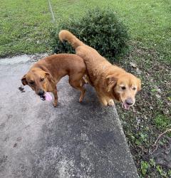Found/Stray Unknown Dog last seen Marie ave and bloodworth, Pensacola, FL 32504
