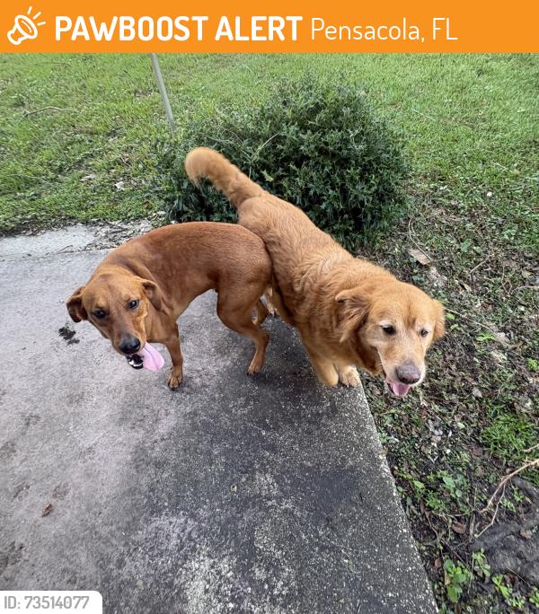 Found/Stray Unknown Dog last seen Marie ave and bloodworth, Pensacola, FL 32504
