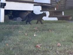 Found/Stray Unknown Cat last seen Bridge street, Canton, CT 06019