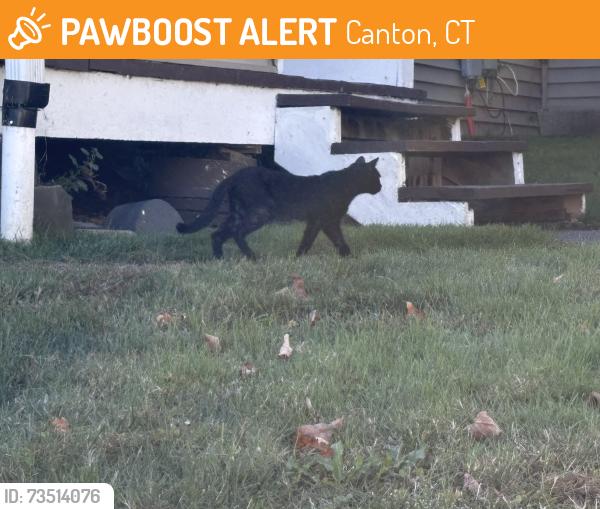 Found/Stray Unknown Cat last seen Bridge street, Canton, CT 06019