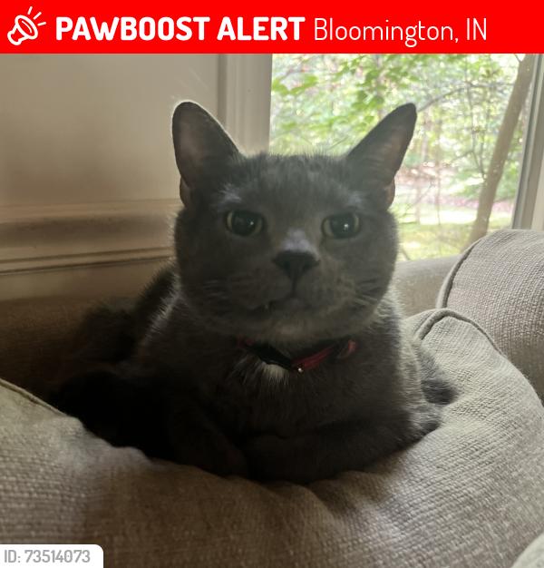 Lost Male Cat last seen Woodland drive, Bloomington, IN 47404