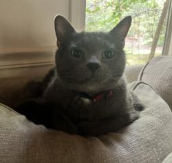 Lost Male Cat last seen Woodland drive, Bloomington, IN 47404