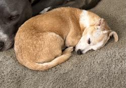 Reunited Female Dog last seen E Arlington Ave, Fort Worth, TX 76104