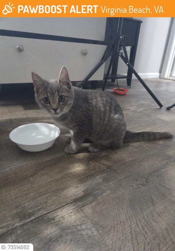 Found/Stray Unknown Cat last seen Ocean Bay Drive, Virginia Beach, VA 23454