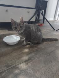 Found/Stray Unknown Cat last seen Ocean Bay Drive, Virginia Beach, VA 23454