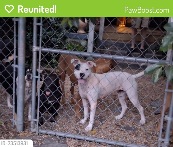 Reunited Female Dog last seen Wells Rd, Whitakers, NC, USA, Whitakers, NC 27891