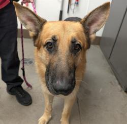 Shelter Stray Male Dog last seen , 4000 N Silverbell Rd, Tucson, AZ 85745, USA