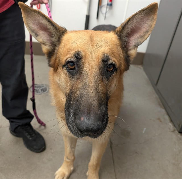 Shelter Stray Male Dog last seen , 4000 N Silverbell Rd, Tucson, AZ 85745, USA