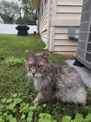 Found/Stray Unknown Cat last seen Grace & Horsepen, Richmond, VA 23226