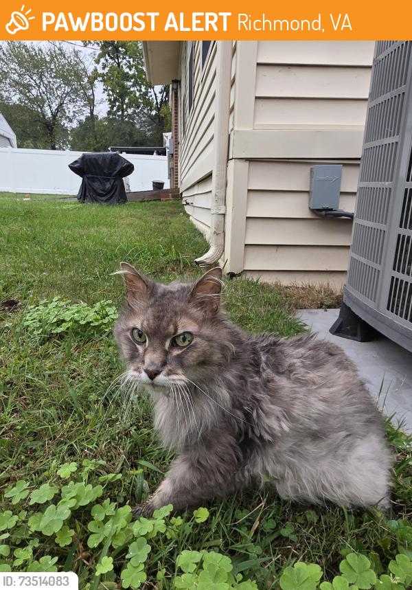 Found/Stray Unknown Cat last seen Grace & Horsepen, Richmond, VA 23226