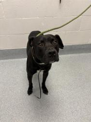 Shelter Stray Male Dog last seen Near, 5001 E Raymond St, Indianapolis, IN 46203, USA