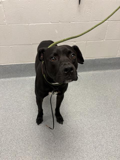 Shelter Stray Male Dog last seen Near, 5001 E Raymond St, Indianapolis, IN 46203, USA