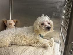 Shelter Stray Male Dog last seen Near, 5001 E Raymond St, Indianapolis, IN 46203, USA