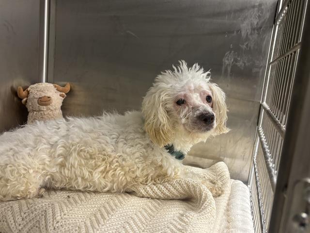 Shelter Stray Male Dog last seen Near, 5001 E Raymond St, Indianapolis, IN 46203, USA