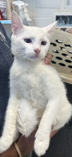 Shelter Stray Female Cat last seen GRAHAM, 221 Stone Quarry Rd, Burlington, NC 27217, USA