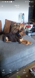 Lost Female Dog last seen 52nd street and Georgetown rd, Indianapolis, IN 46254