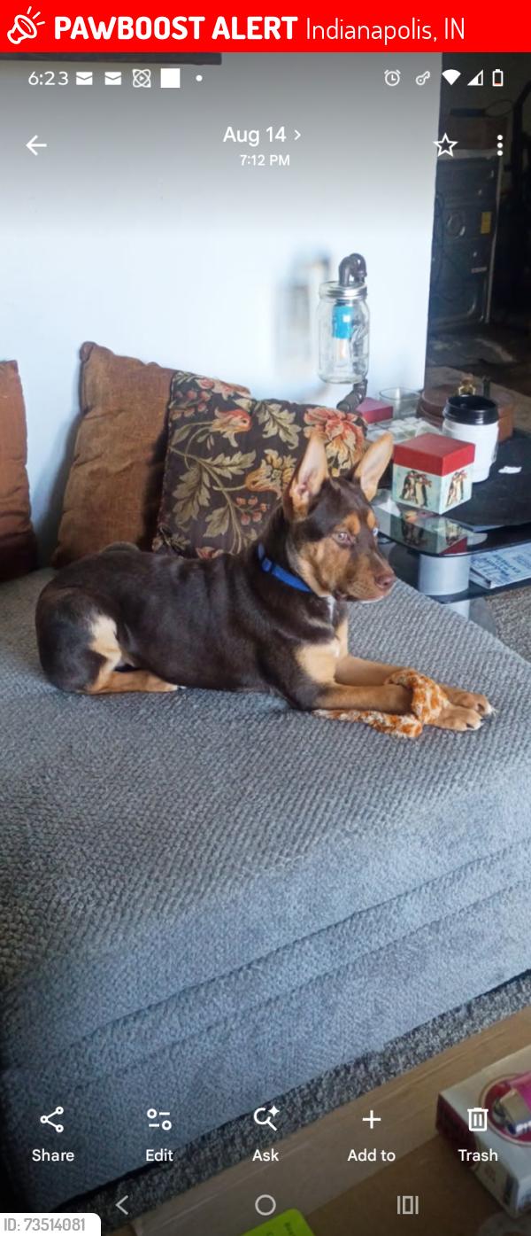 Lost Female Dog last seen 52nd street and Georgetown rd, Indianapolis, IN 46254