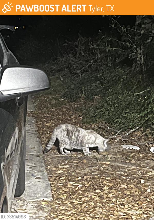 Found/Stray Female Cat last seen Behind TJC, near the Baptist Church, Tyler, TX 75701