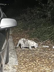 Found/Stray Female Cat last seen Behind TJC, near the Baptist Church, Tyler, TX 75701
