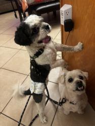 Reunited Unknown Dog last seen Bennington Dr, Victorville, CA 92392, USA, Victorville, CA 92392