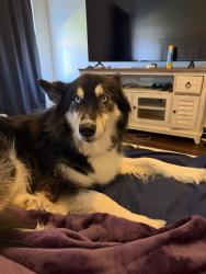 Reunited Female Dog last seen Plaze towers Elementary School, Moore, OK 73160