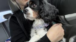 Reunited Female Dog last seen W Panther Way, Waco, TX 76712