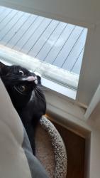 Reunited Male Cat last seen Elm St and Sever St, Worcester, MA 01609