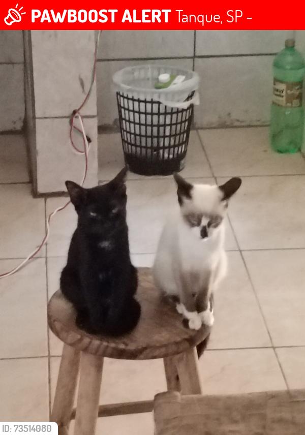 Lost Male Cat last seen Próximo a padaria cali's break, Tanque, SP 12954-760