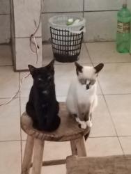 Lost Male Cat last seen Próximo a padaria cali's break, Tanque, SP 12954-760