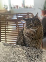 Lost Female Cat last seen Consella Way and 96, Franklinton, NC 27525