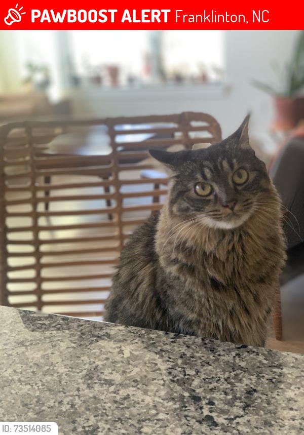 Lost Female Cat last seen Consella Way and 96, Franklinton, NC 27525