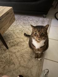 Lost Male Cat last seen Miller Drive/77th ave - Alpha & Omega Church, Miami, FL 33155